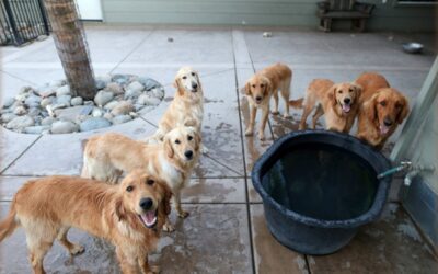 What Disabilities Qualify For A Service Dog