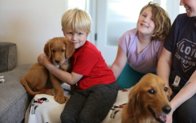 Finding the Best Trained Dog for Sale For Your Needs