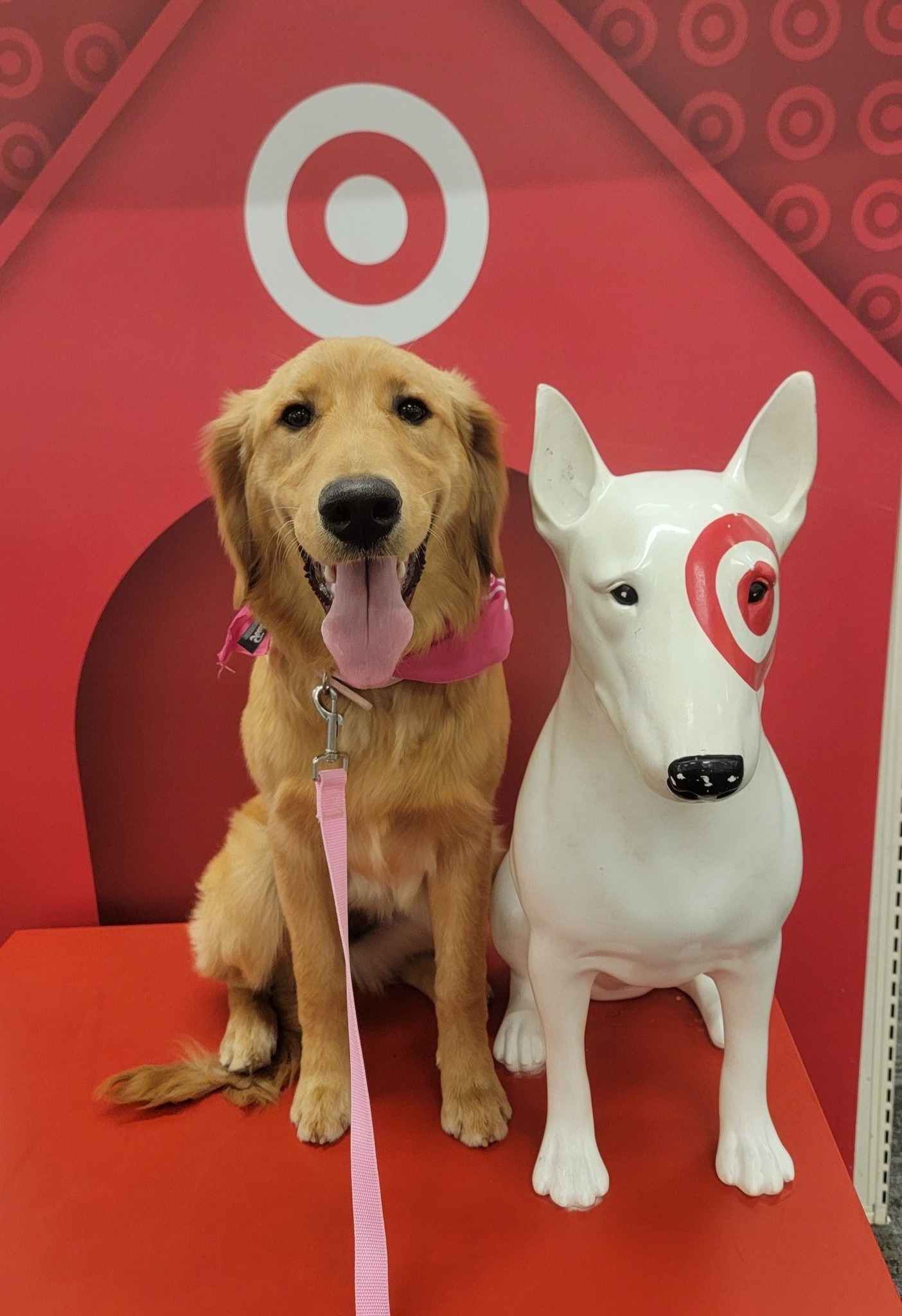 Golden retriever sitting beside Target dog statue.