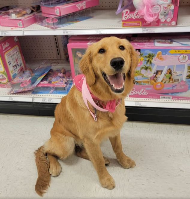 Golden retriever with pink harness in toy aisle.