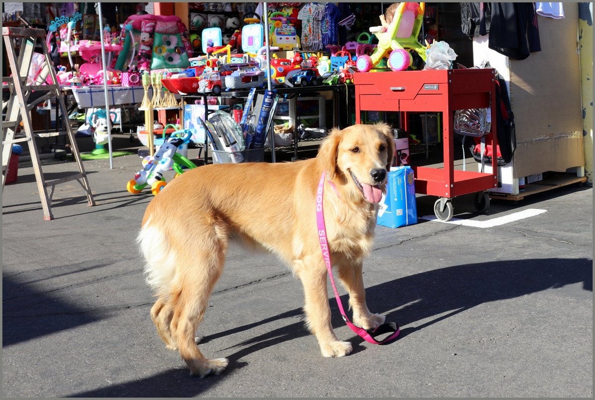 Golden retriever on leash near toy display.