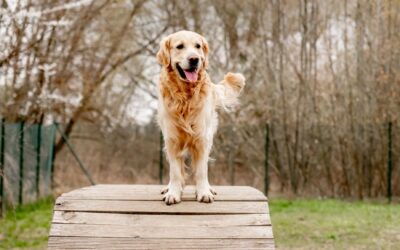 How to find Autism Service Dogs For Sale?