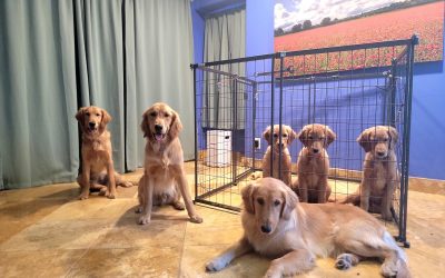 Gender Dysphoria Service Dogs